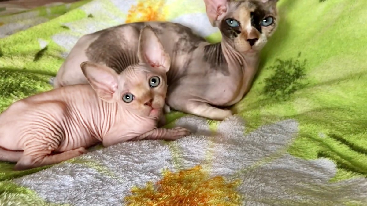 Милые котики сфинксы