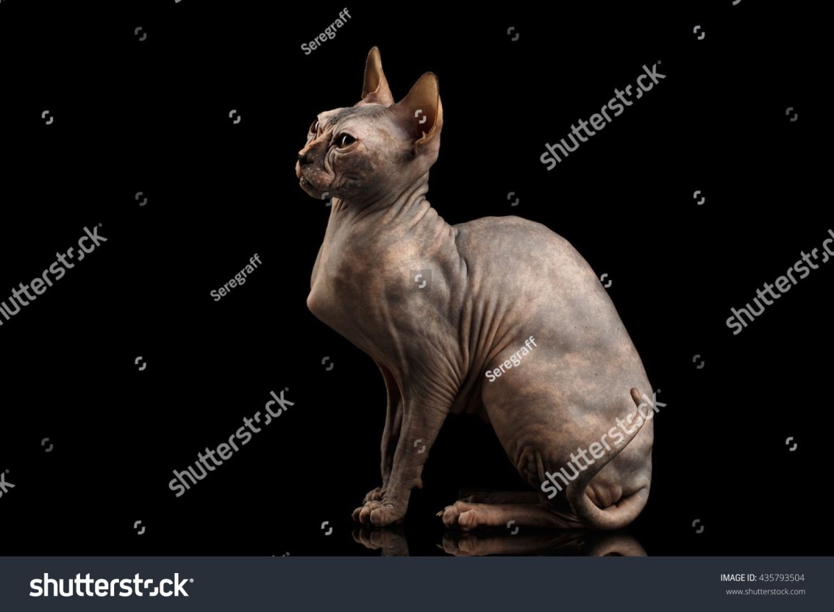 Сфинкс сбоку кот