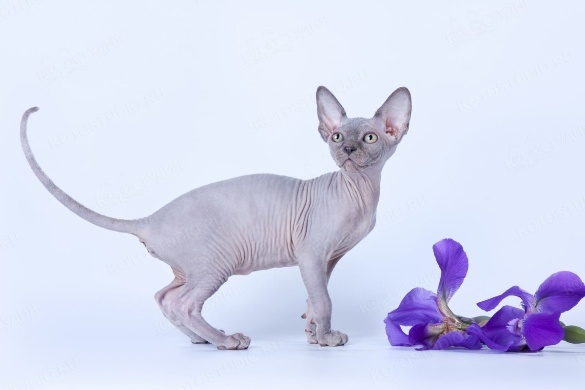 Канадский сфинкс голубого окраса