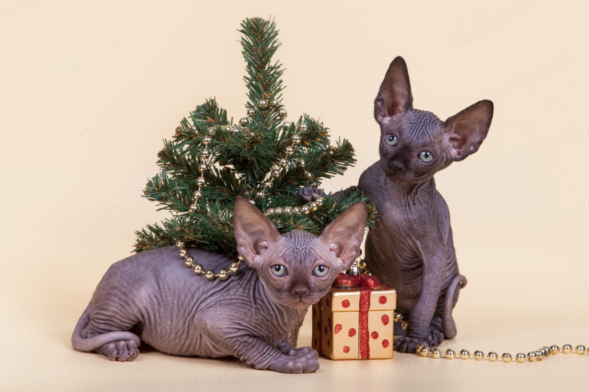 Канадский сфинкс котята