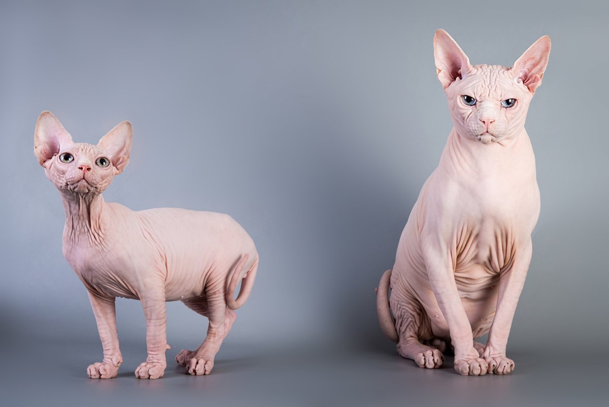 Сфинкс кошка ty