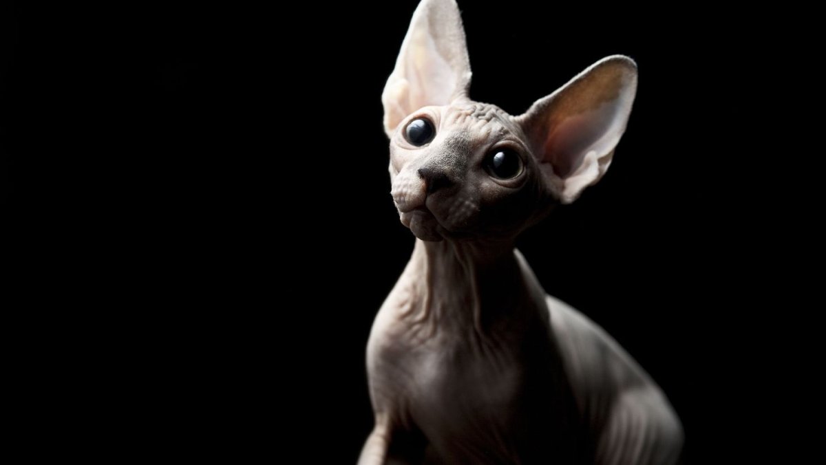 Лысые кошки на рабочий стол