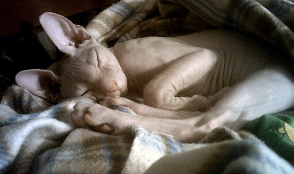 Спящий сфинкс