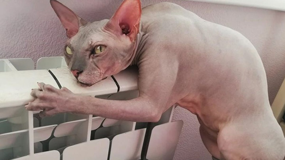 Смешной кот сфинкс