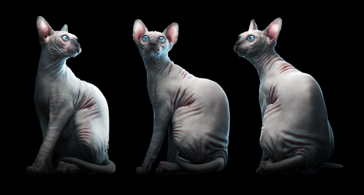 Сфинкс кошка вид сзади