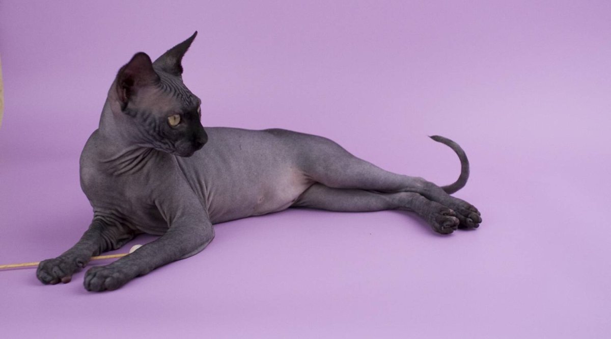 Фиолетовый сфинкс