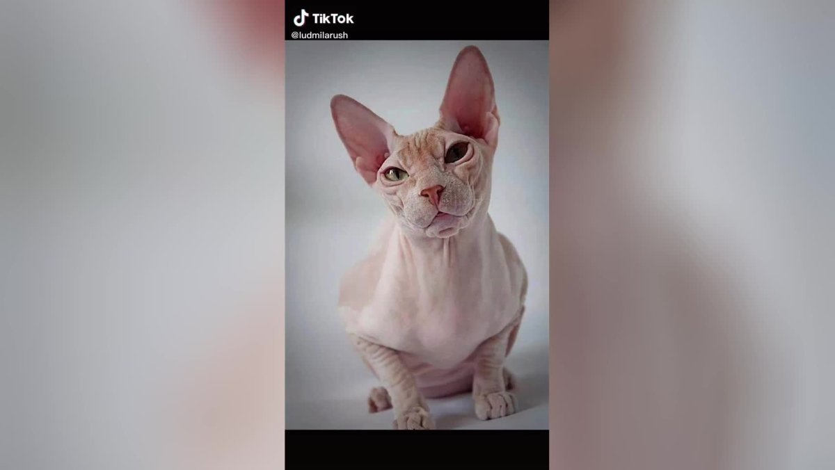 Метис канадского сфинкса