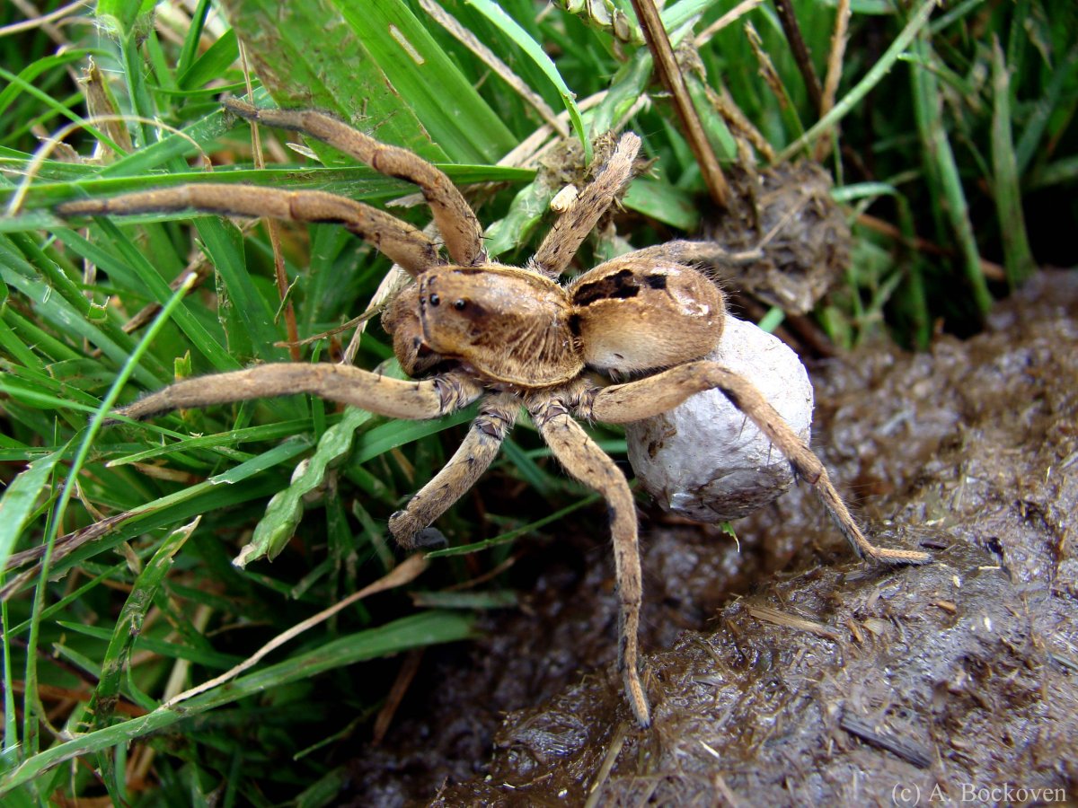 Даурский паук волк