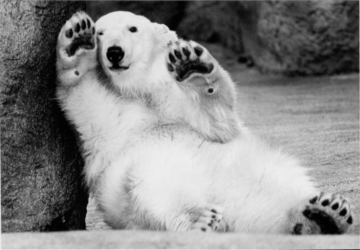 Лапы полярного медведя