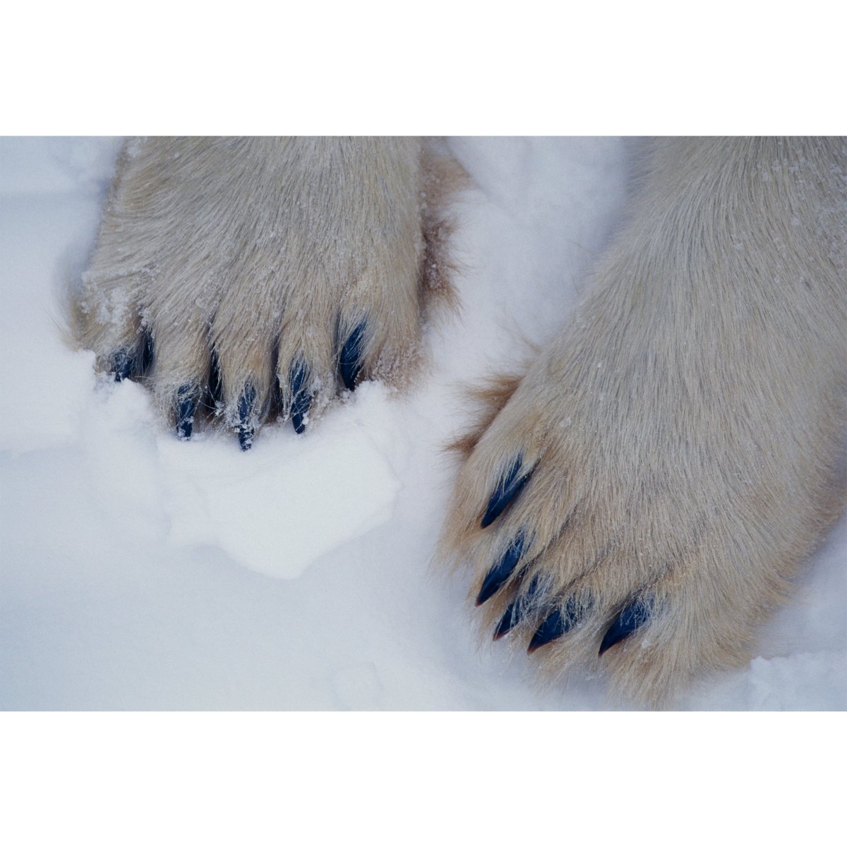 Белый медведь лапы и когти