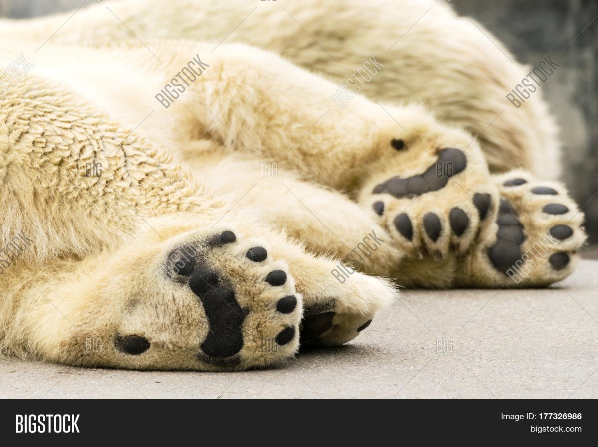 Подушечки лап белого медведя