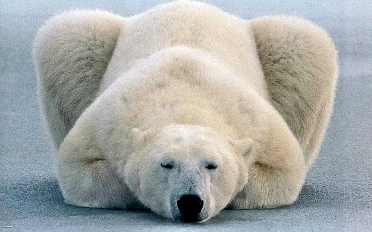 Грустный белый медведь