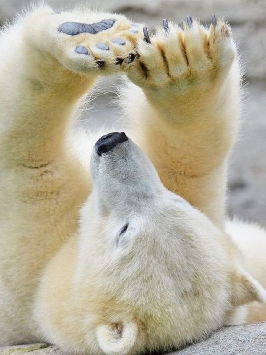 Белый медведь