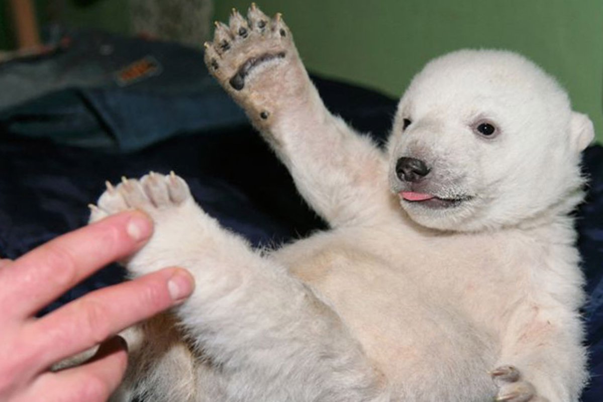 Лапка медвежонка