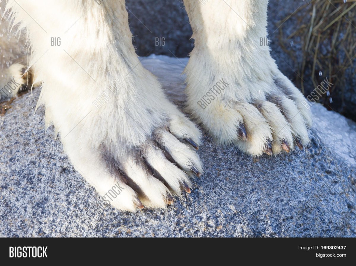 Лапа белого медведя