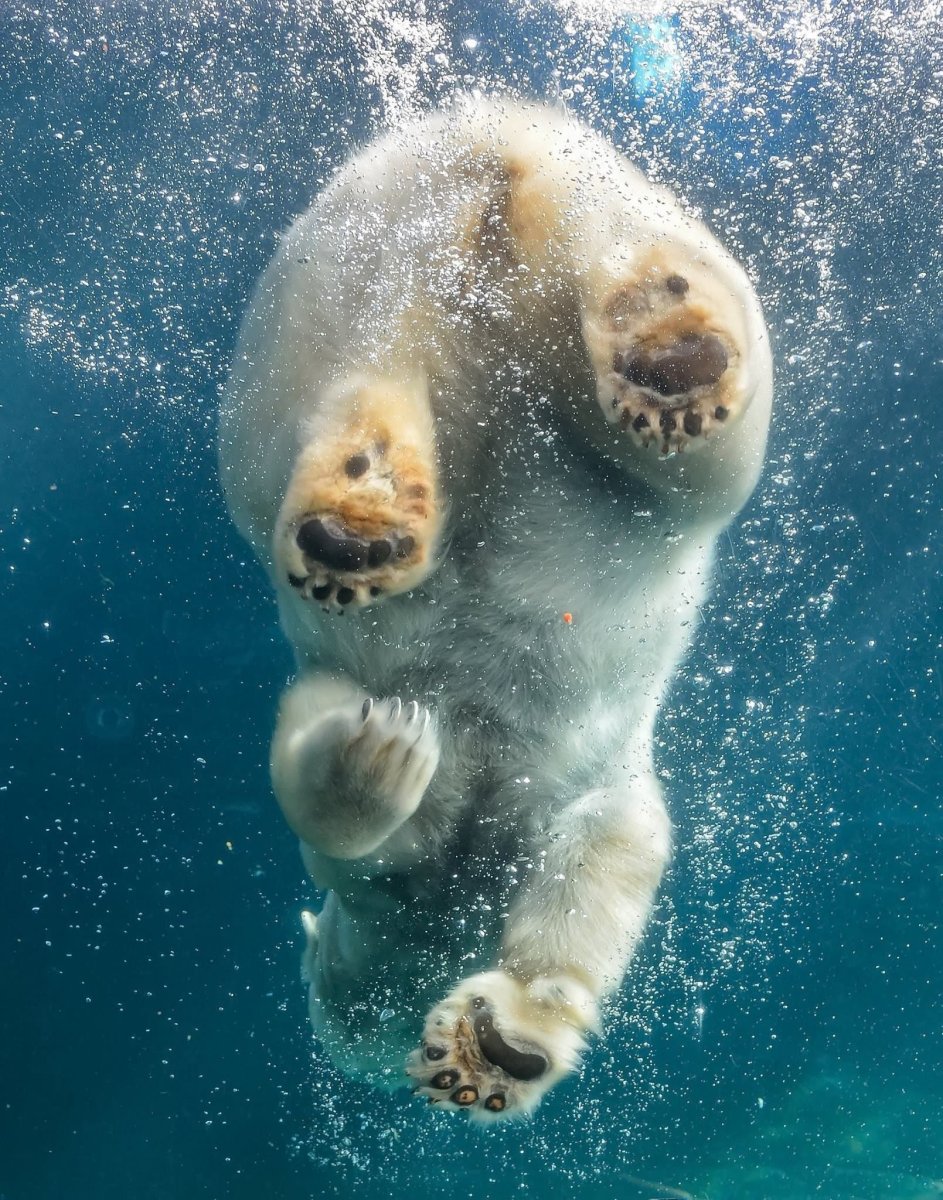 Лапа белого медведя