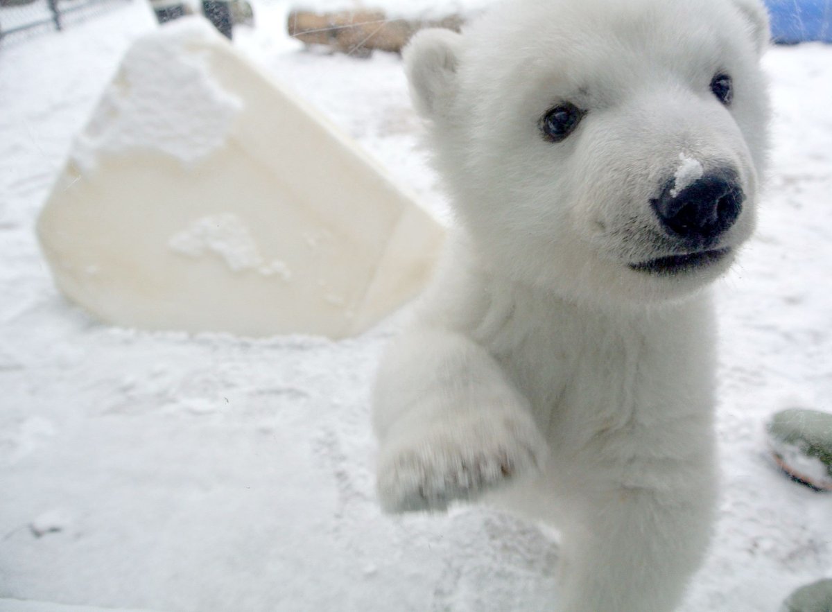 Милый медведь в снегу