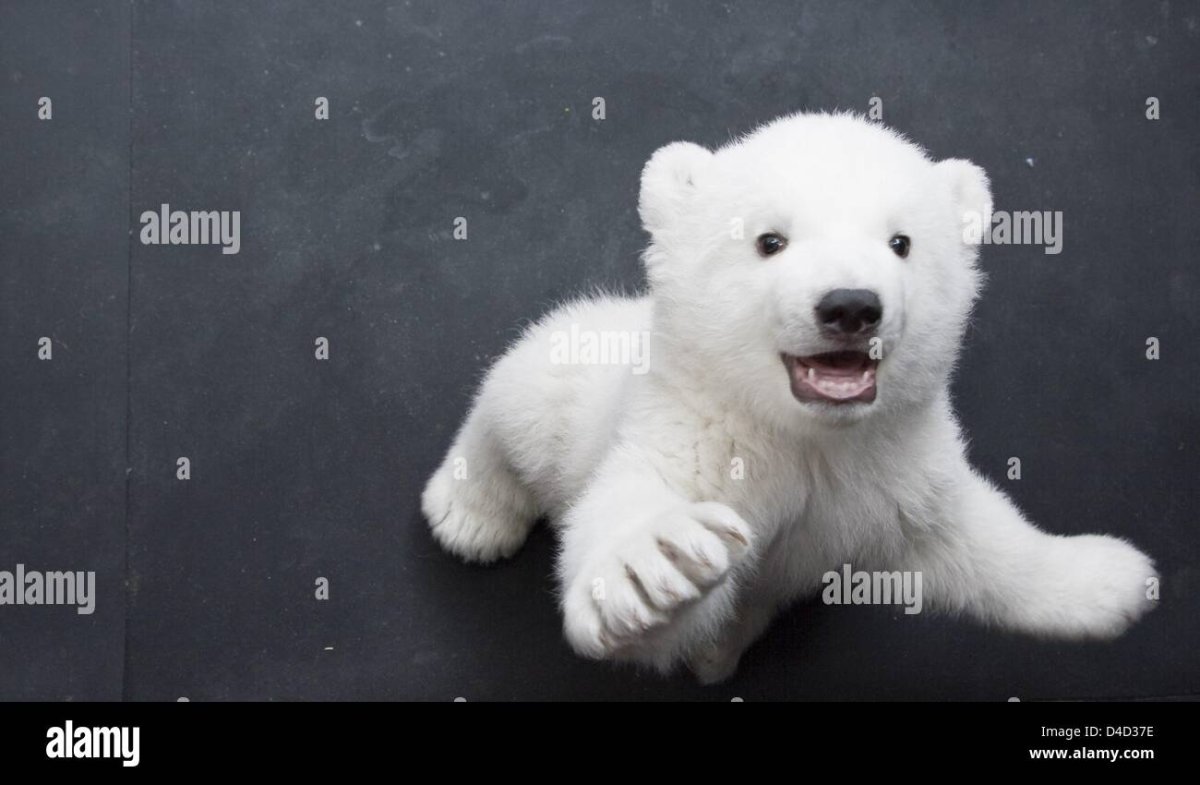 Белый мишка настоящий