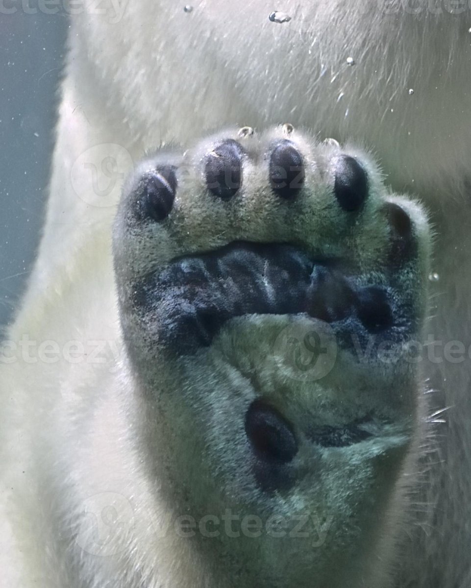 Строение лапы медведя