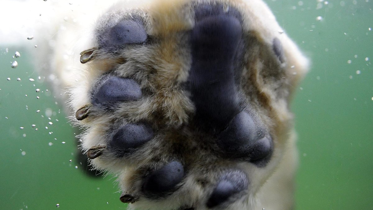 Перепонки на лапах белого медведя