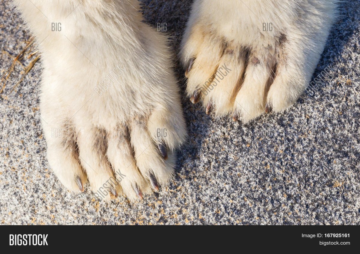 Лапки песца