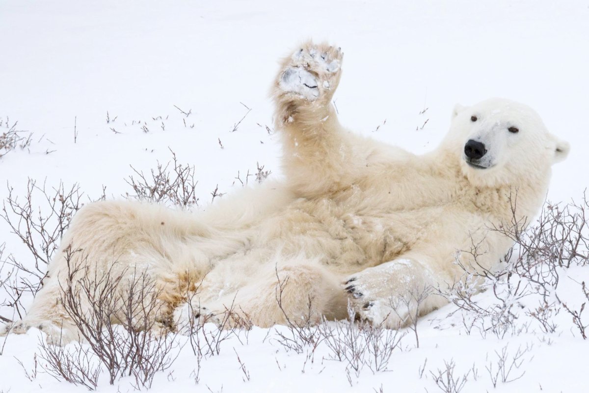 Белый медведь смешной