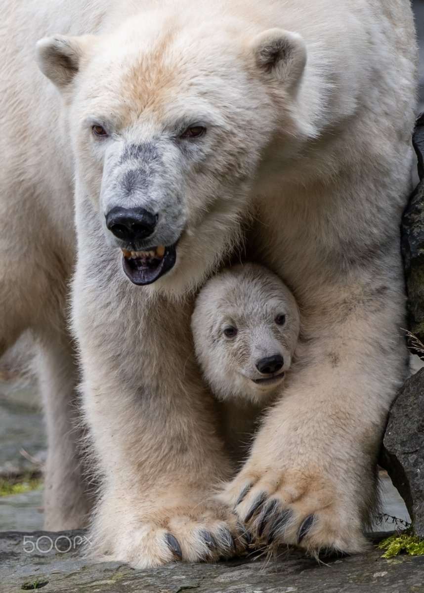Грустный медведь
