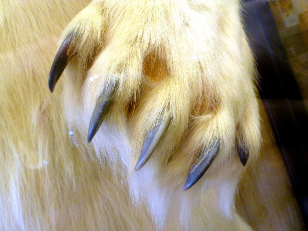 Лапа белого медведя