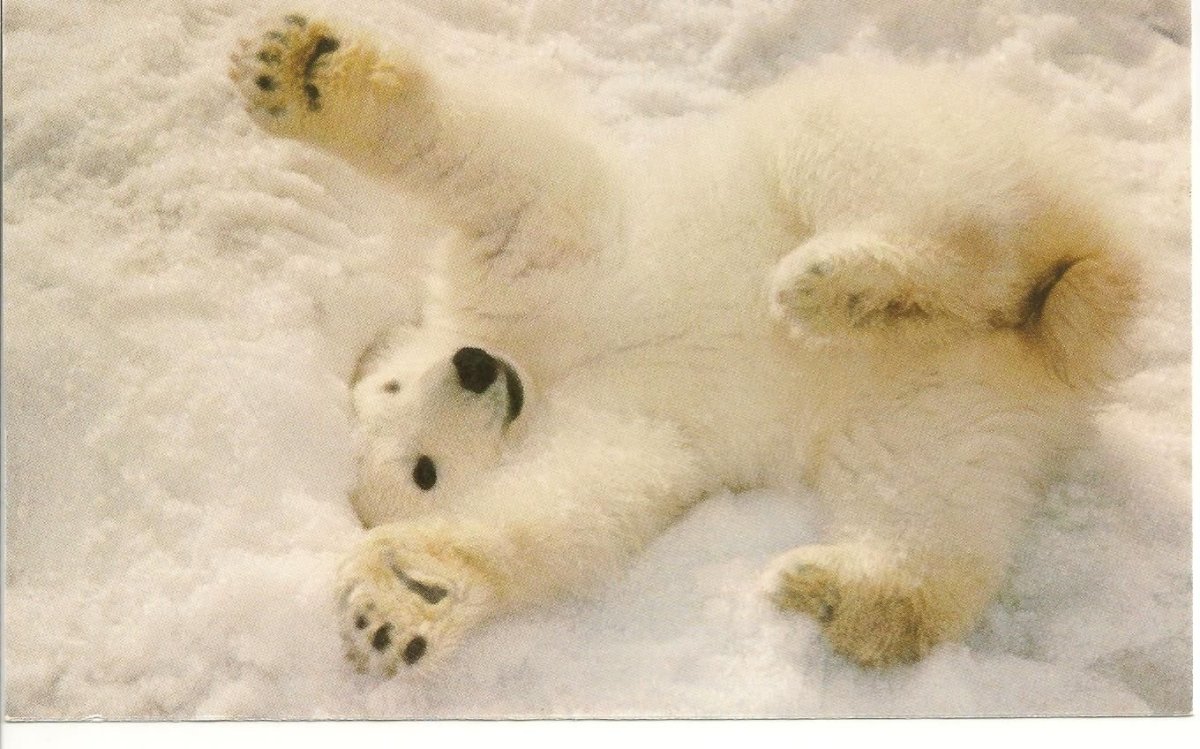 Доброе утро белый Медвежонок