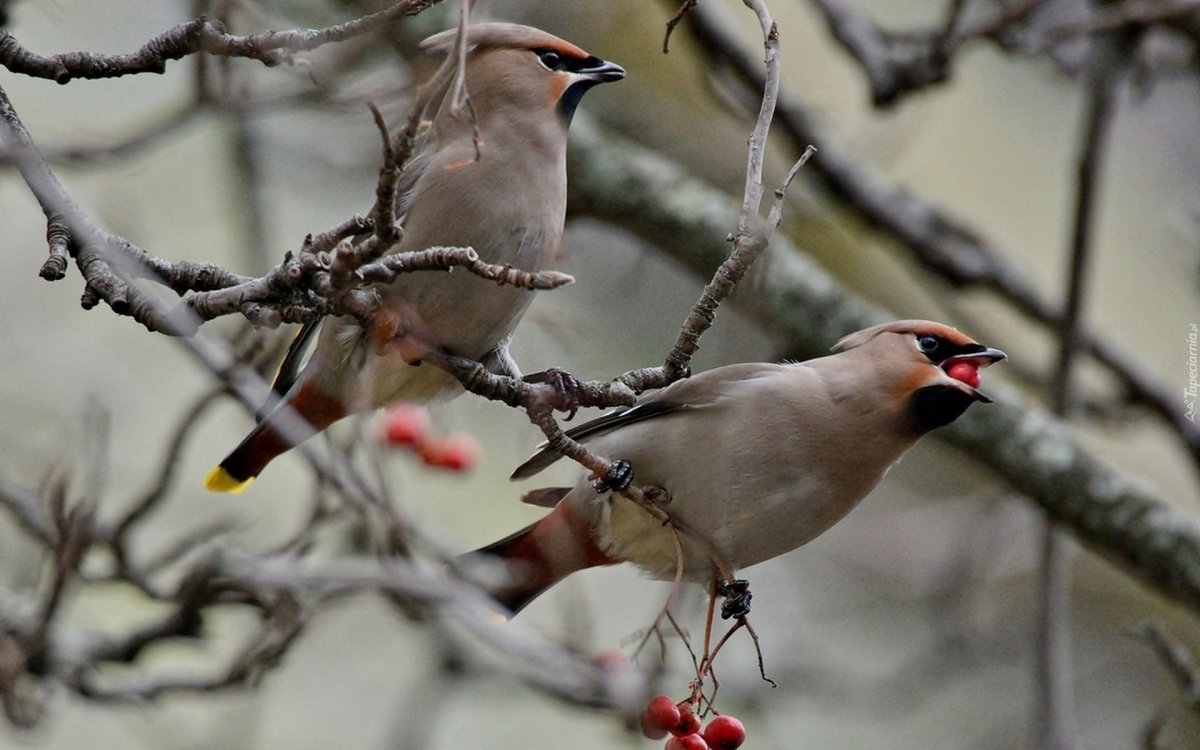 Свиристель слеток