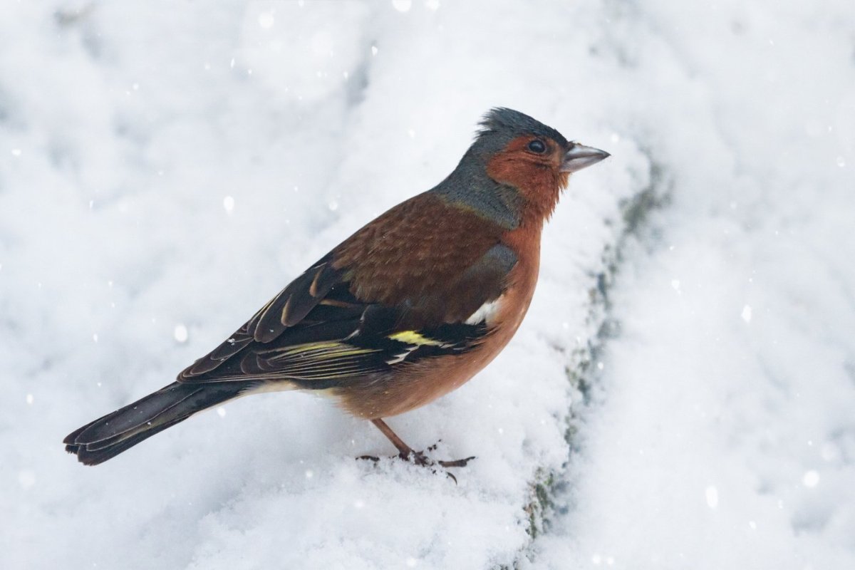 Зяблик птица зимой