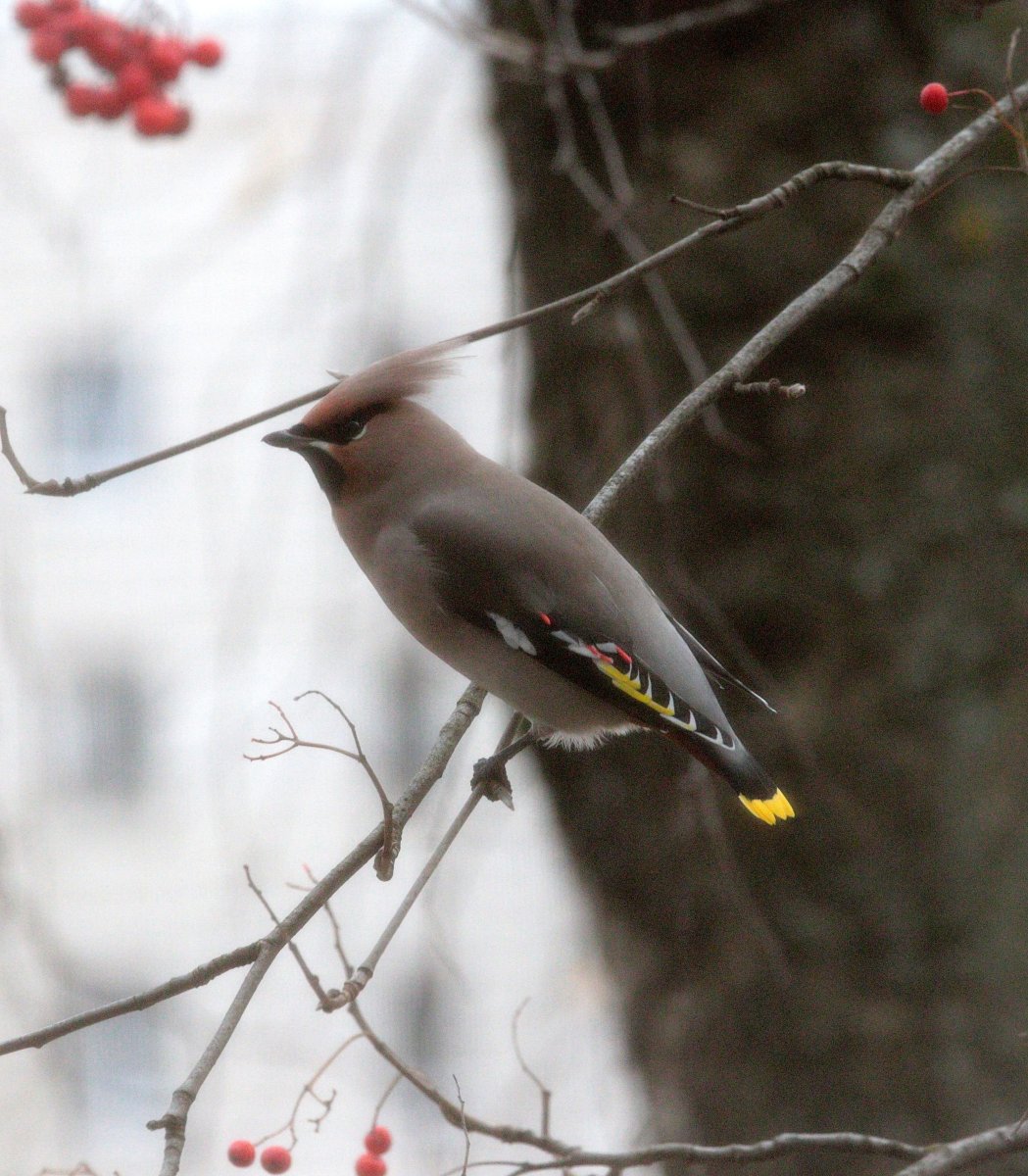 Мандалорская свиристель