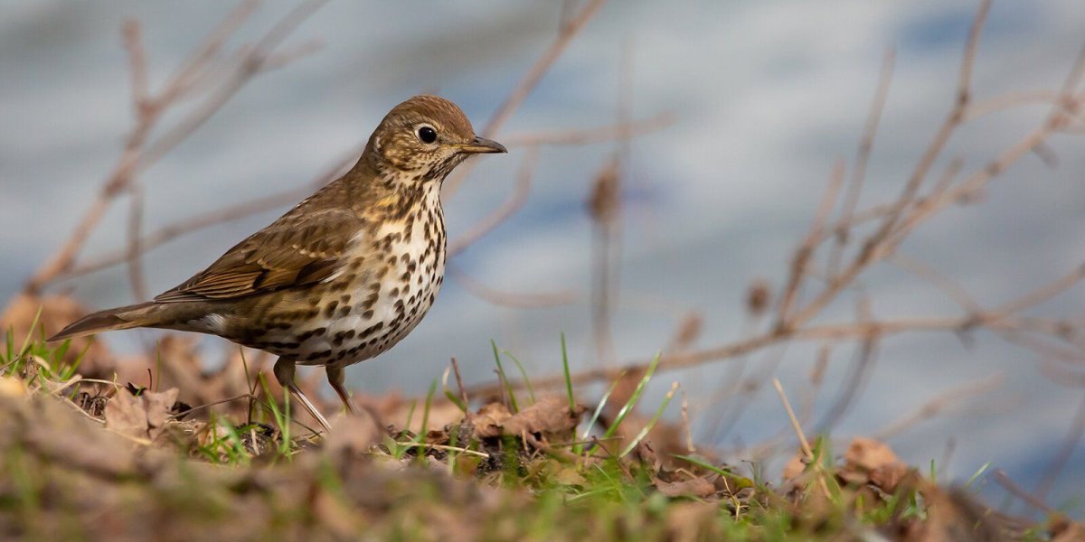 Певчий Дрозд фото птицы зимой и летом