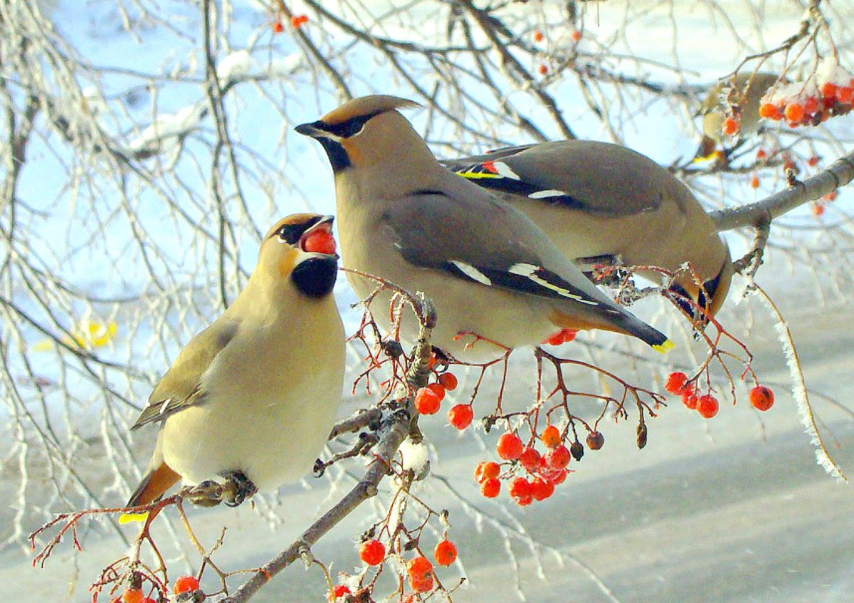 Свиристель птичка певчая