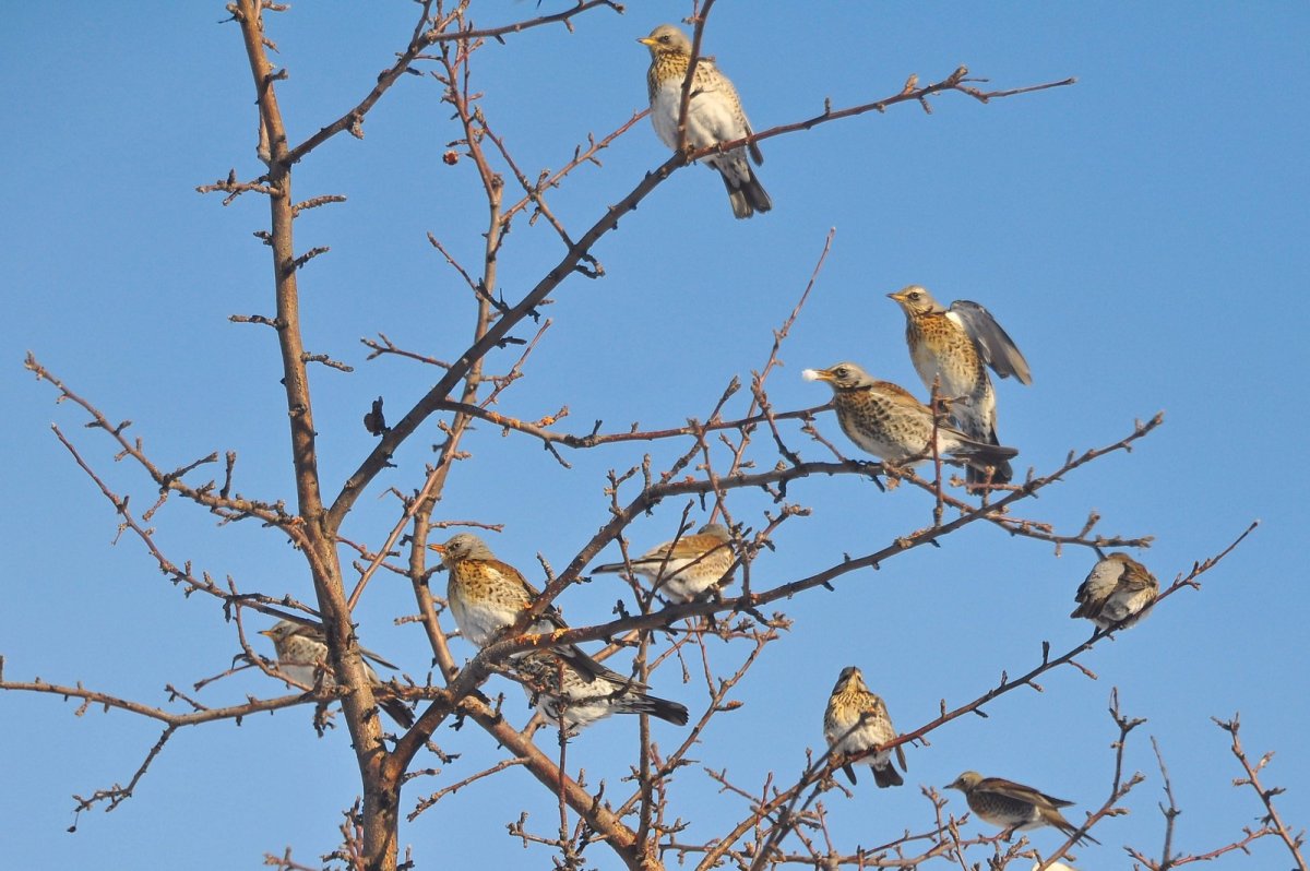 Пролетающие птицы