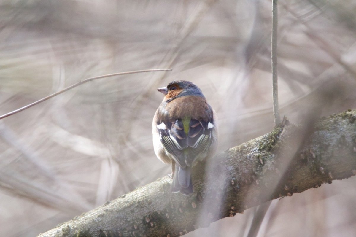 Птицы Подмосковья прилетающие весной
