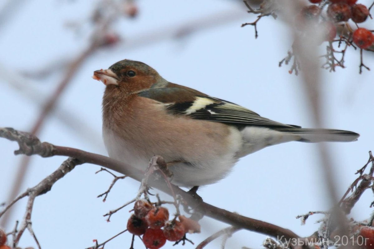Зяблик зимующая птица