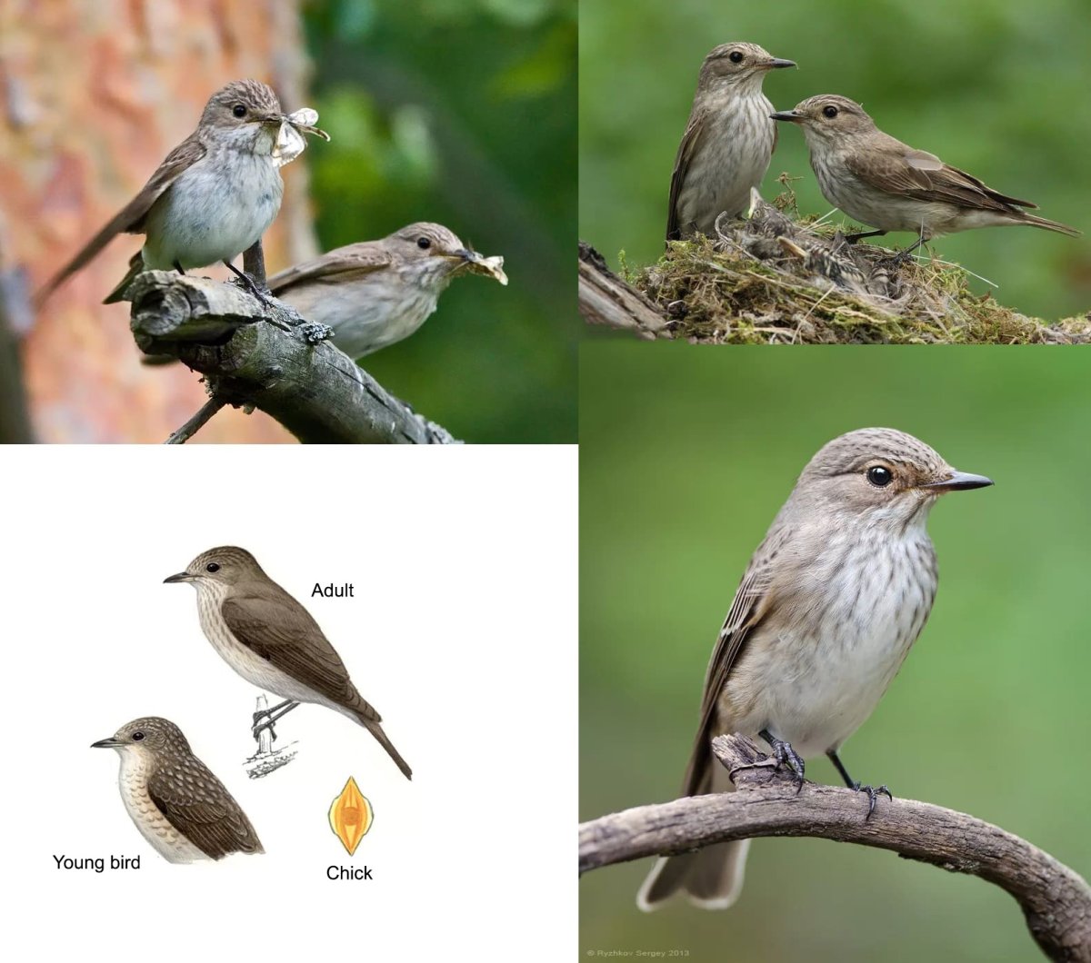 Птицы Татарстана