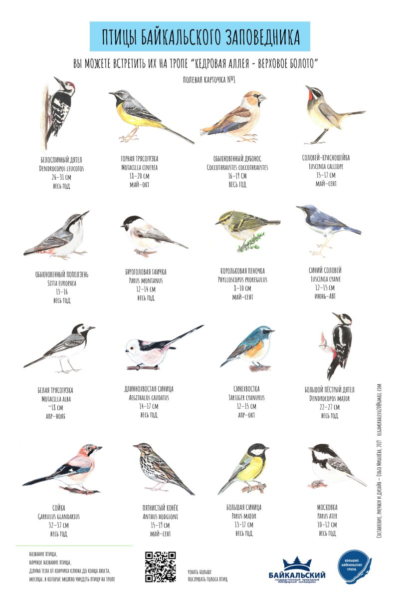 Птицы Подмосковья определитель