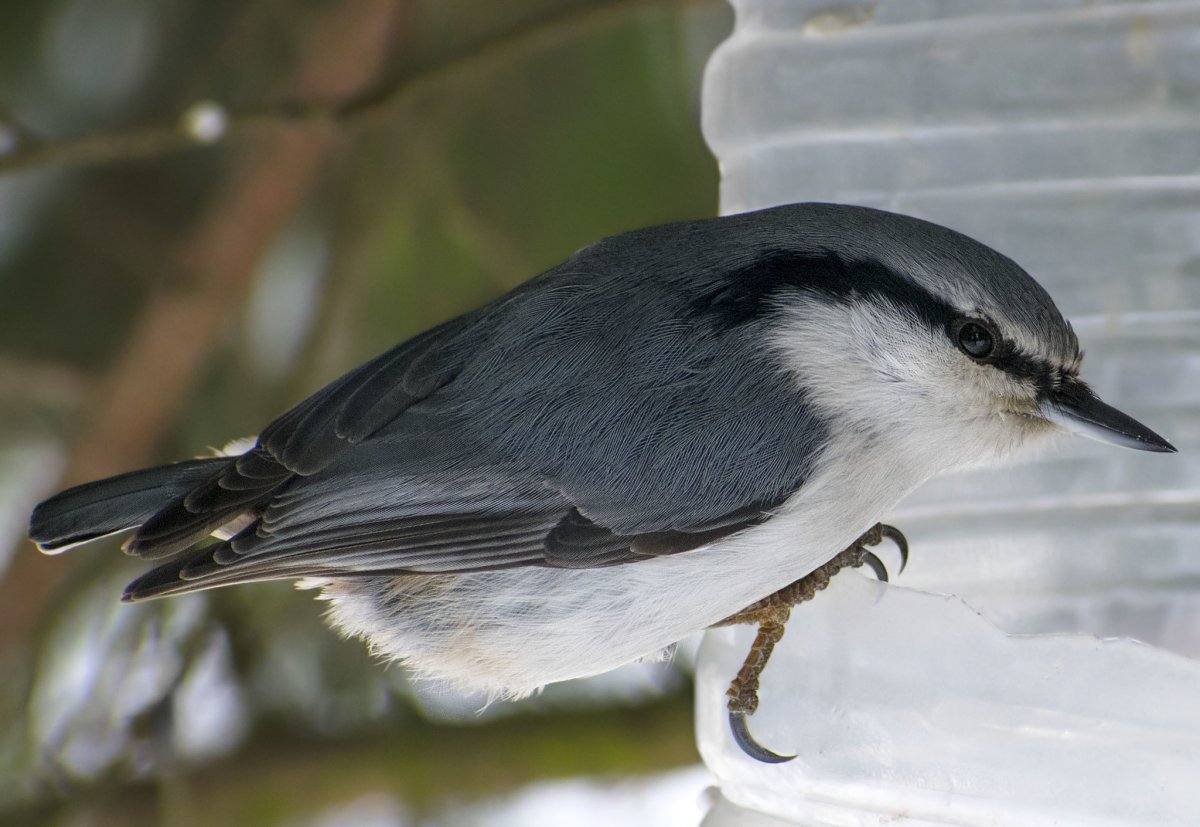 Птицы Подмосковья