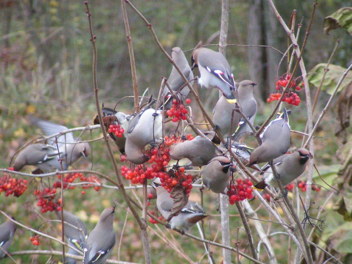 Птицы клюют рябину