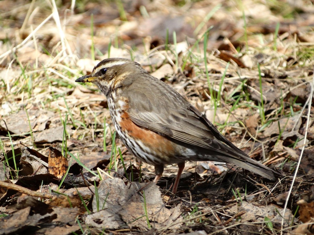 Птицы Ленинградской области белобровик