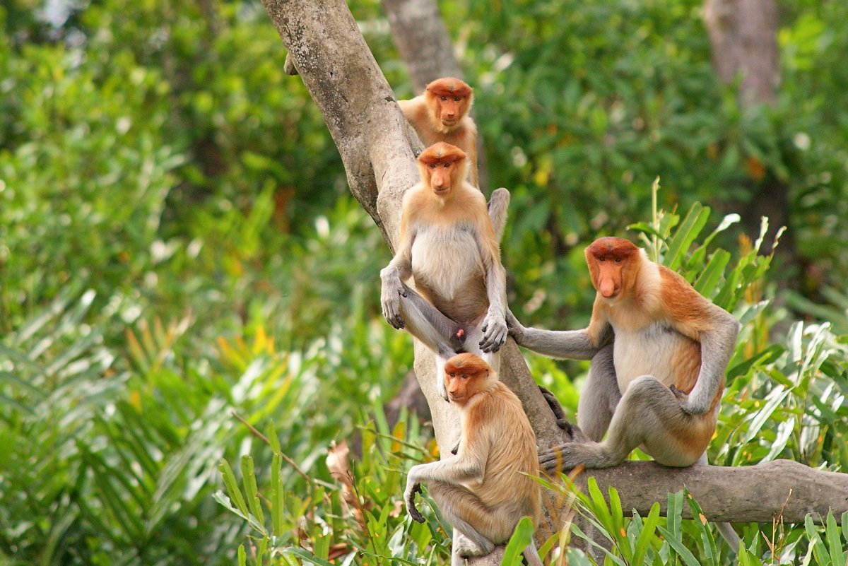 Обезьяна носач и папуас