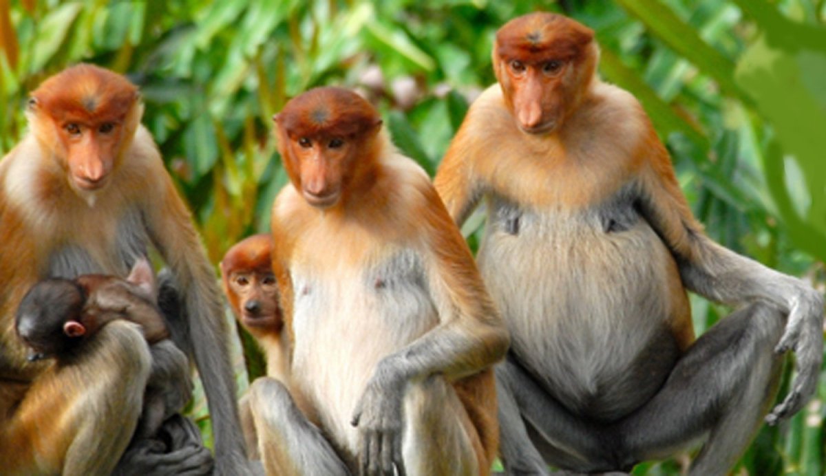 Самка и самец обезьяны