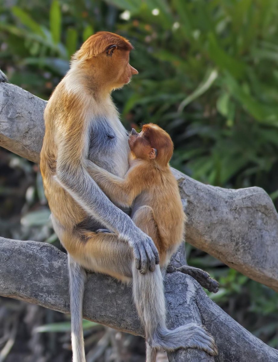 Обезьяна носач самка