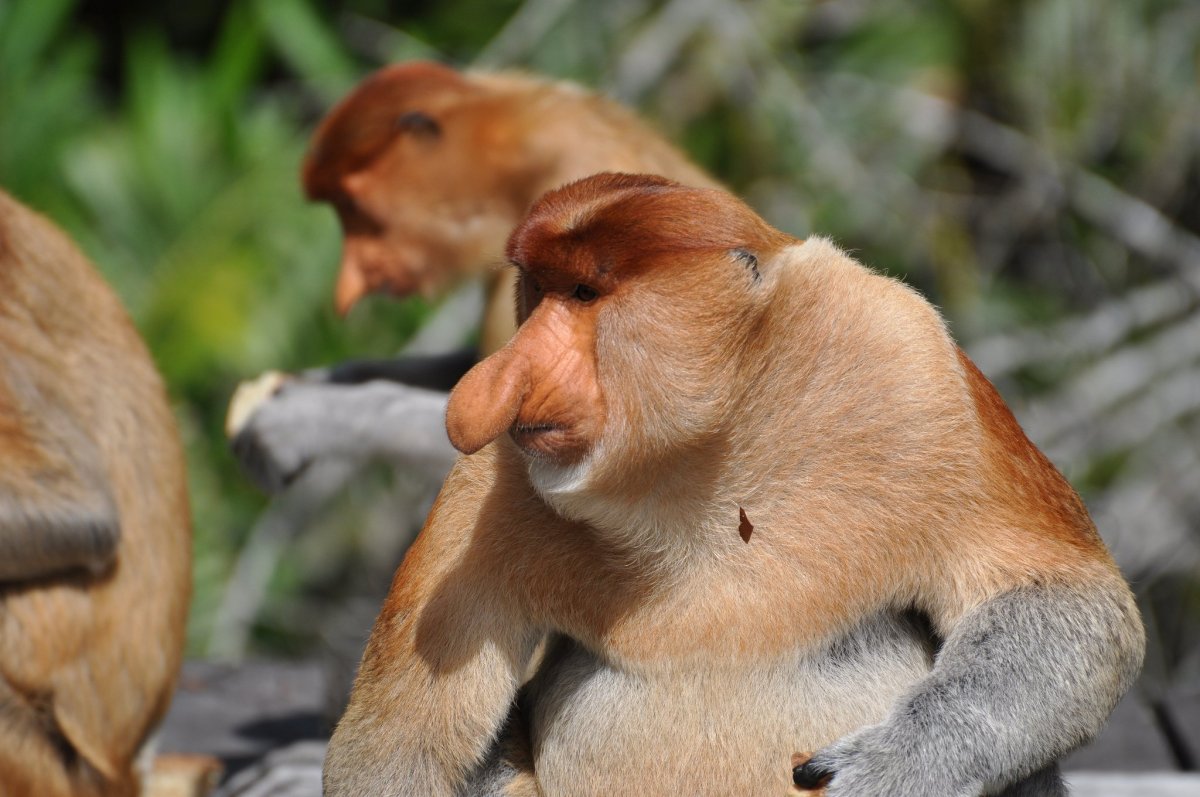 Носач оранжевый. ZOOARENA.