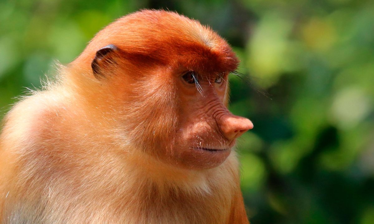 Обезьяна носач самка