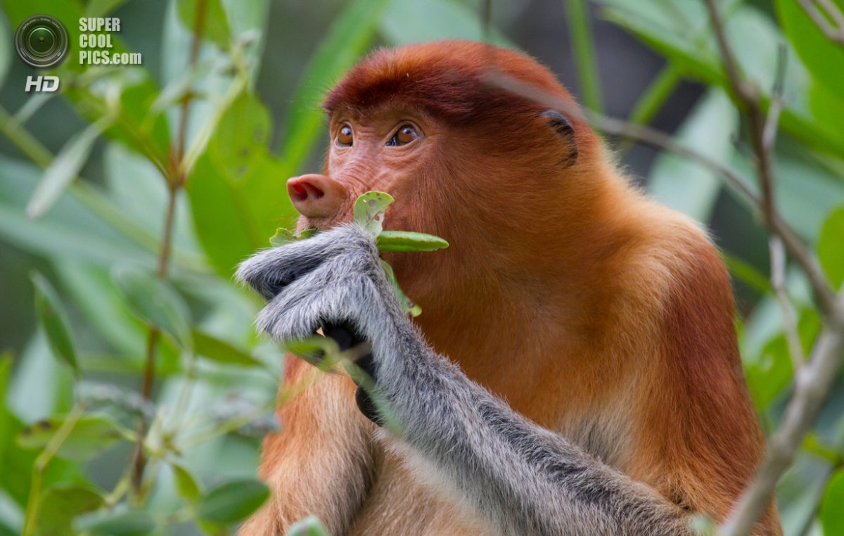 Эндемик Борнео кахау