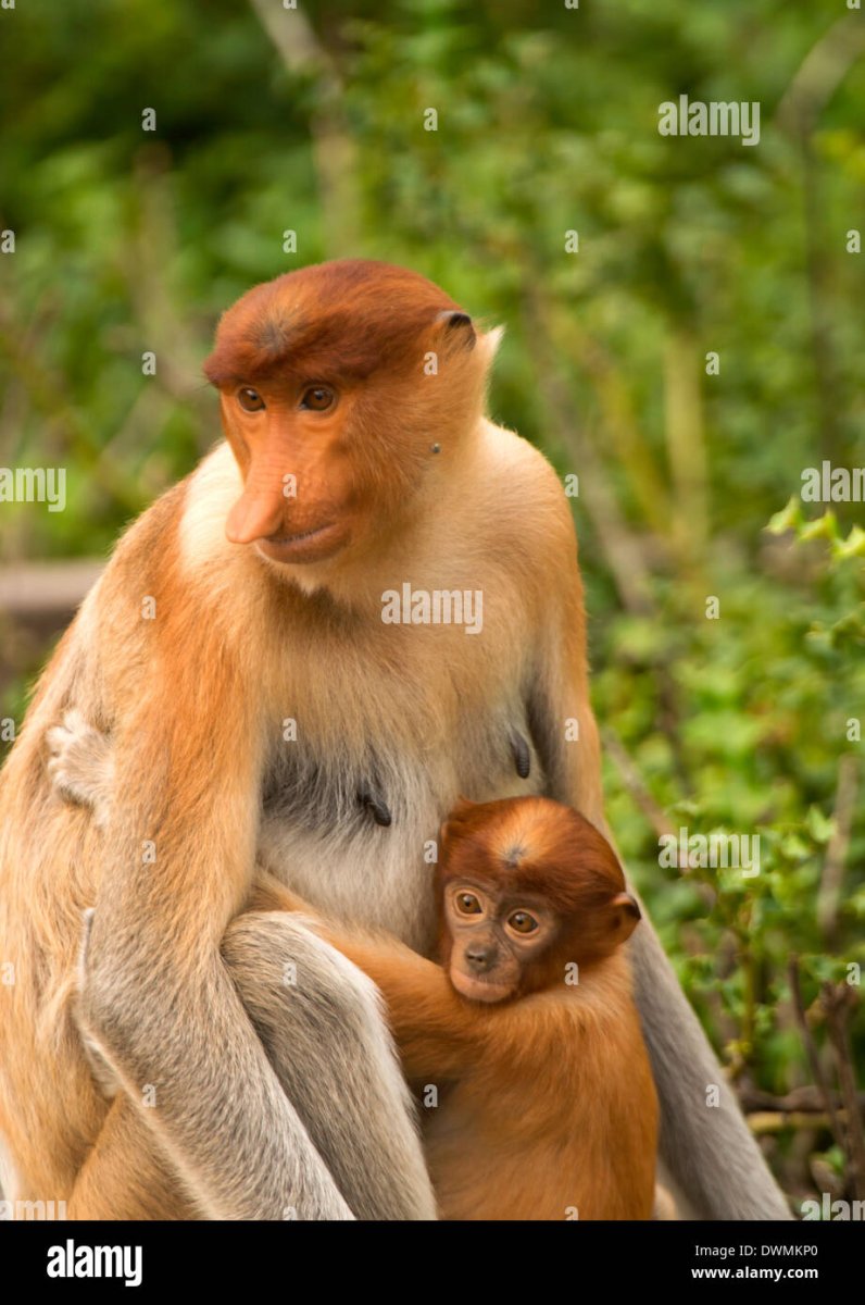 Носатая обезьяна самка