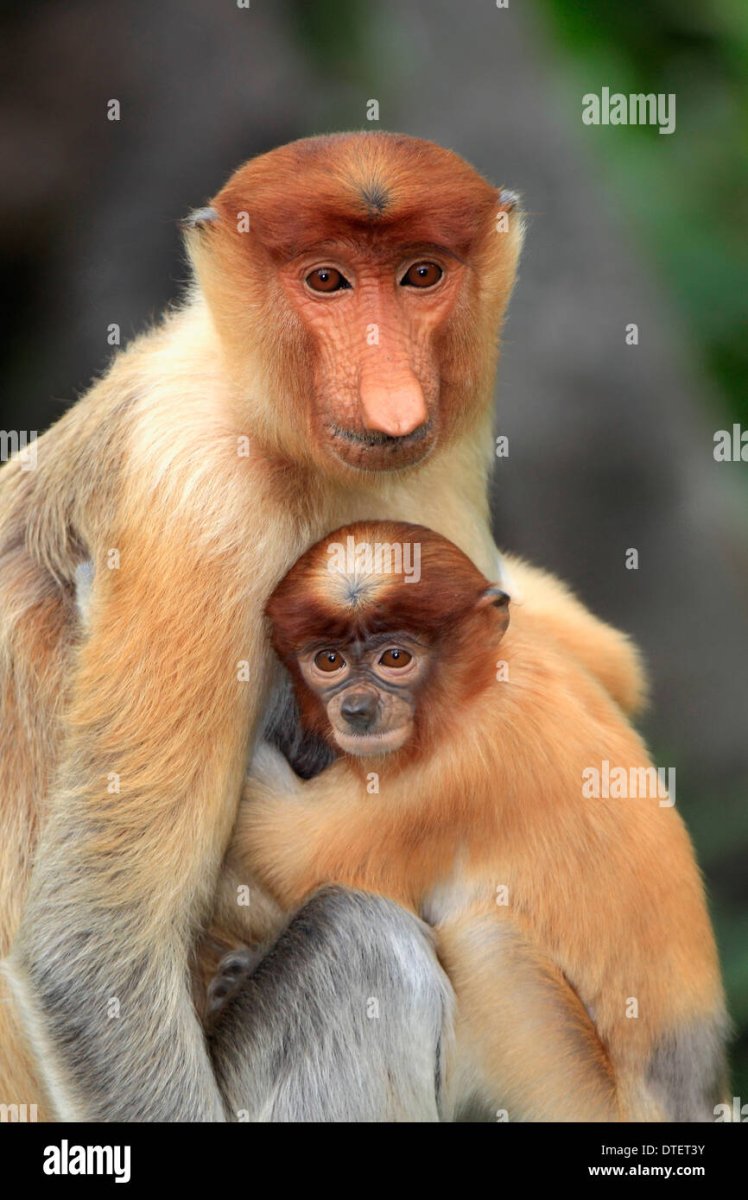 Обезьяна носач самка